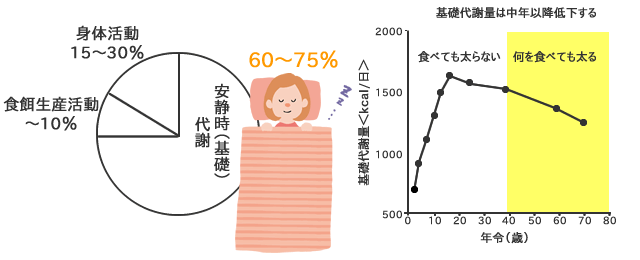 基礎代謝量